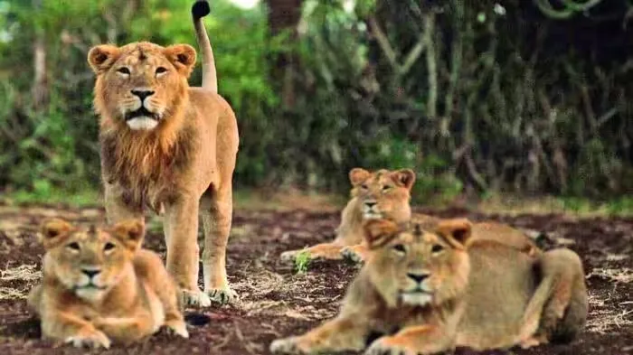 Asiatic Lions, Gujarat Lions, Gir Lions, Lion Conservation, Wildlife Gujarat